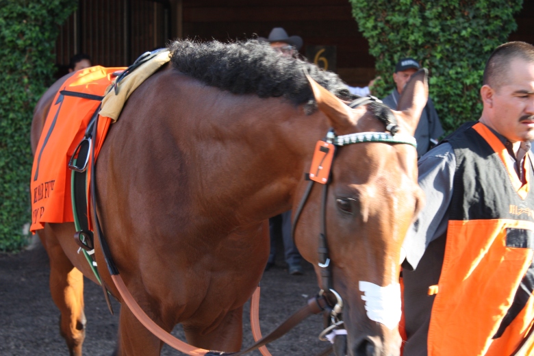 Rum Point gleams like polished mahogany in the Del Mar paddock Wednesday before the $300,000 Futurity.